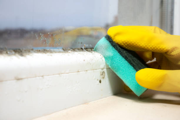 Best Crawl Space Mold Removal  in Spring Valley, MN