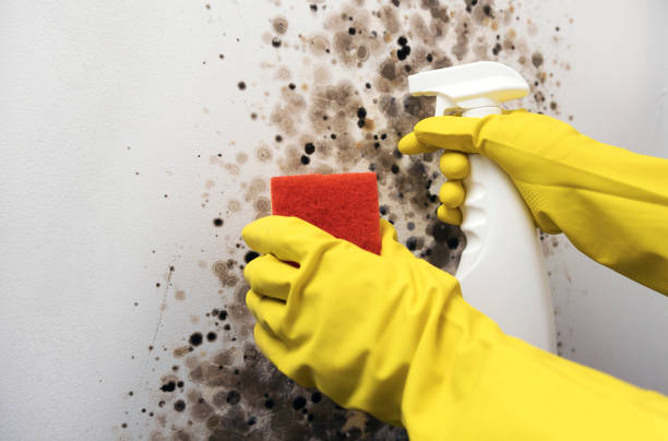 Best Mold Removal Company Near Me  in Spring Valley, MN